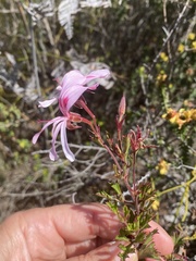 Pelargonium ternatum