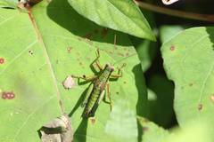 Parapodisma tenryuensis