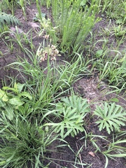 Pelargonium schlechteri