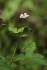 Geranium wilfordii