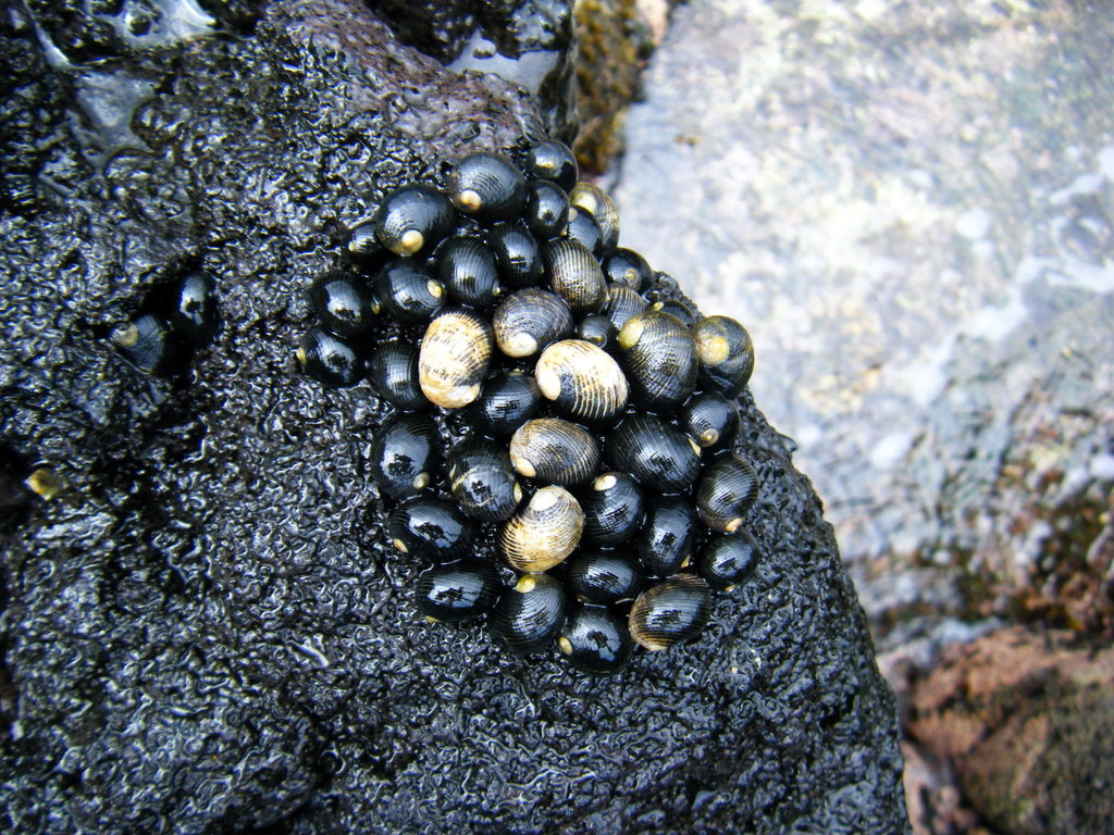 Neritimorpha