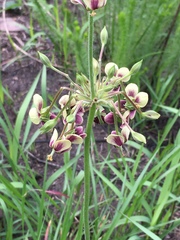 Pelargonium schlechteri