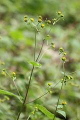 Sigesbeckia glabrescens