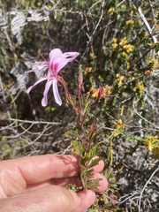 Pelargonium ternatum