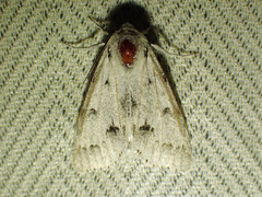 Acronicta vulpina