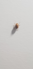 Coleoptera