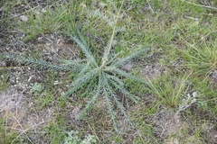 Magnoliopsida