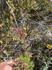 Pelargonium ternatum