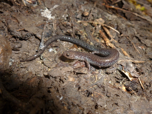 Valley and Ridge Salamander