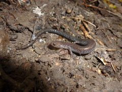 Plethodon hoffmani