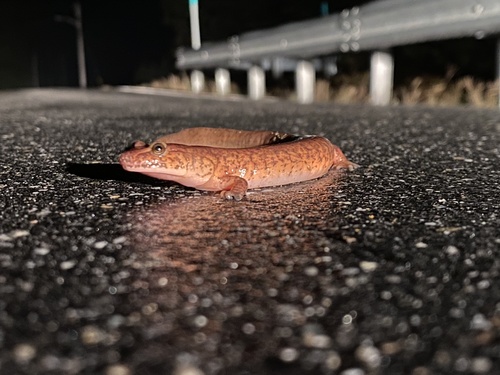 Spring Salamander, Gyrinophilus porphyriticus