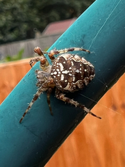 Araneus diadematus