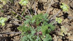 Lomatium dasycarpum dasycarpum