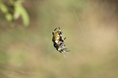 Araneus