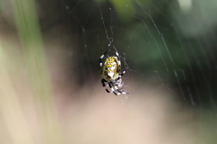 Araneus