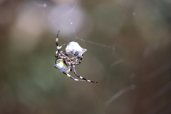 Araneus