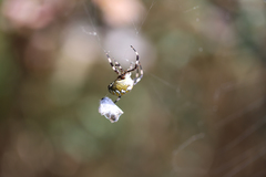Araneus