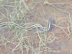 Thamnophis atratus