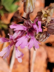 Silene petersonii