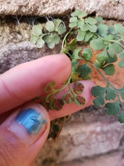 Asplenium ruta-muraria