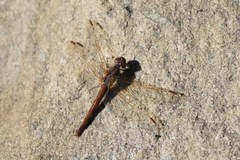 Libellulidae