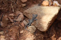 Gekko swinhonis