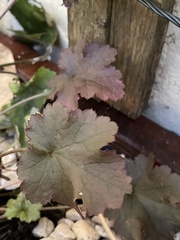 Heuchera
