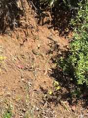 Masticophis lateralis euryxanthus