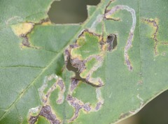 Phyllocnistis magnoliella