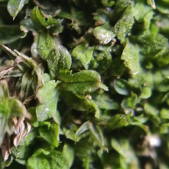 Syntrichia latifolia