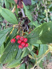 Cotoneaster