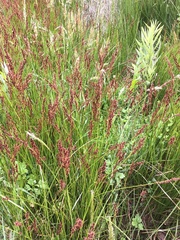 Machaerina tetragona