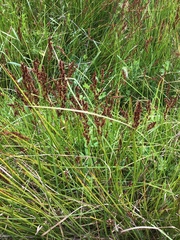Machaerina tetragona
