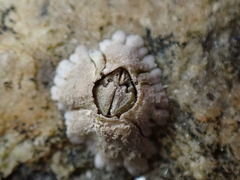 Semibalanus balanoides