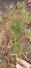 Galatella biflora