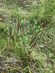 Machaerina tetragona