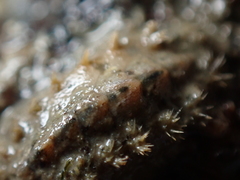 Acanthochitona crinita