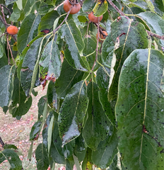Diospyros virginiana