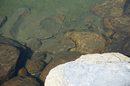 iNaturalist observation photo of Sierra Nevada Yellow-legged Frog