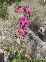 Penstemon triflorus