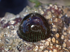 Actinia equina