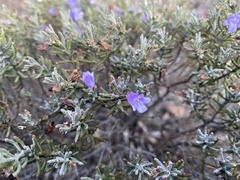 Eremophila caerulea