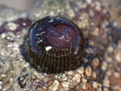 Actinia equina