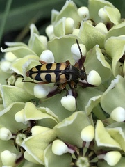 Typocerus sinuatus