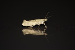 Ypsolopha alpella