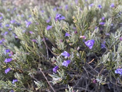 Eremophila caerulea