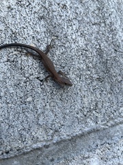 Takydromus tachydromoides