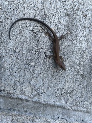 Takydromus tachydromoides