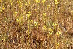 Diuris picta