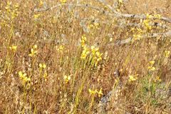 Diuris picta